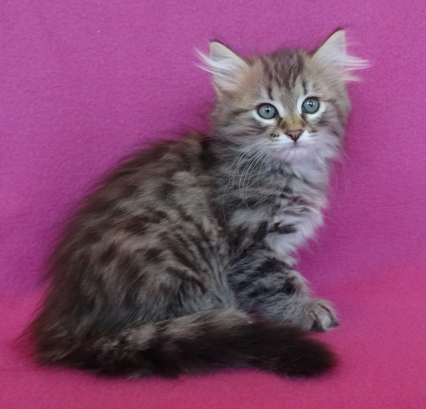 Our Kittens - Siberian Dynasty Cattery