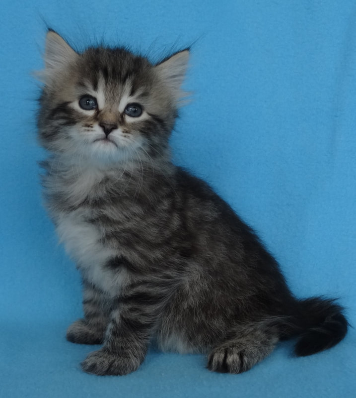 Our Kittens - Siberian Dynasty Cattery